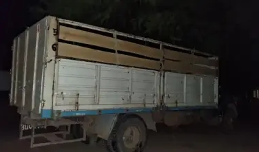 Chaco: un joven atropelló y mató accidentalmente a su padre con un camión mientras cargaban animales